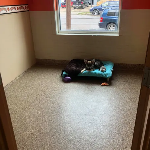 Cincinnati Bengal room with dog inside
